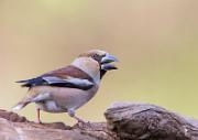 Kernbeisser - Hawfinch  (Coccothraustes coccothraustes)